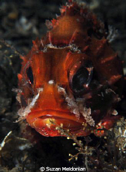 At first, I thought this was the red-est scorpion fish th... by Suzan Meldonian 